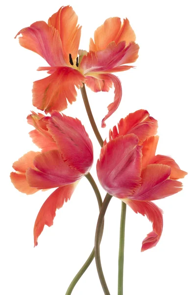 Flores de tulipa Imagens Royalty-Free