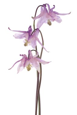 Columbine çiçekler