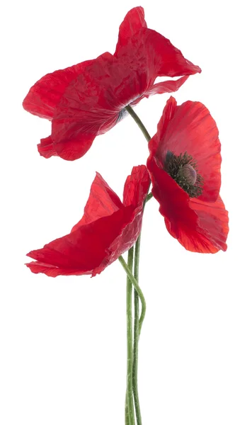 Poppy bloemen — Stockfoto