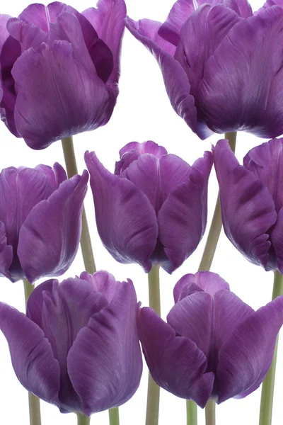 Tulip flowers — Stock Photo, Image