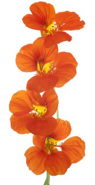 Nasturtium çiçekler