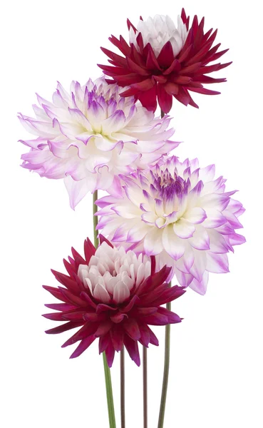 Dahlia flowers — Stock Photo, Image