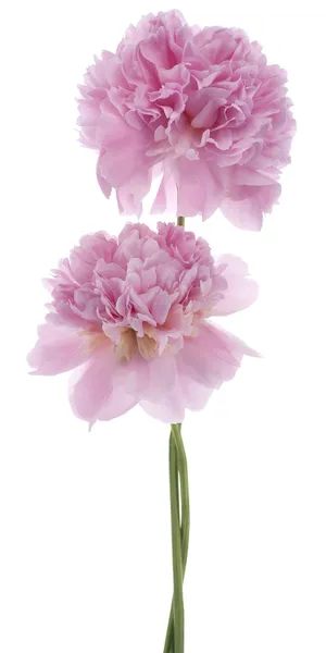 Fiori di peonia — Foto Stock