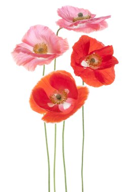 haşhaş çiçekleri