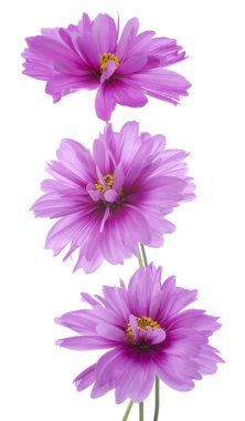 Cosmos flowers clipart