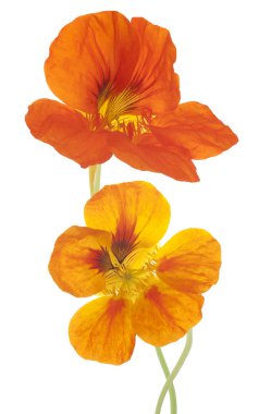 Nasturtium çiçekler