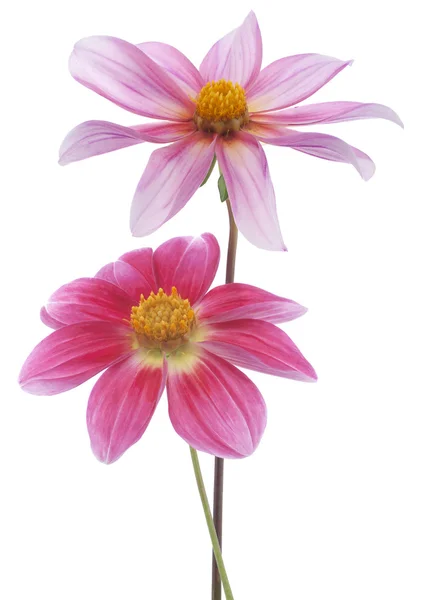 Fiori di Dahlia — Foto Stock