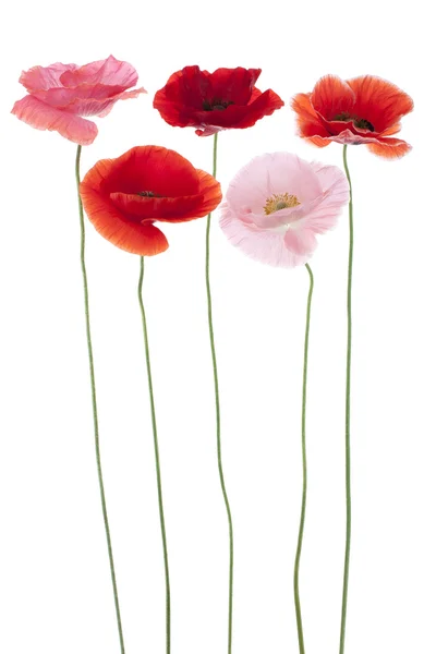 Poppy flowers — Stock Photo, Image