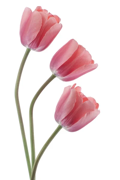 Fleurs de tulipes — Photo