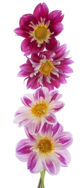 Fiori di Dahlia — Foto Stock