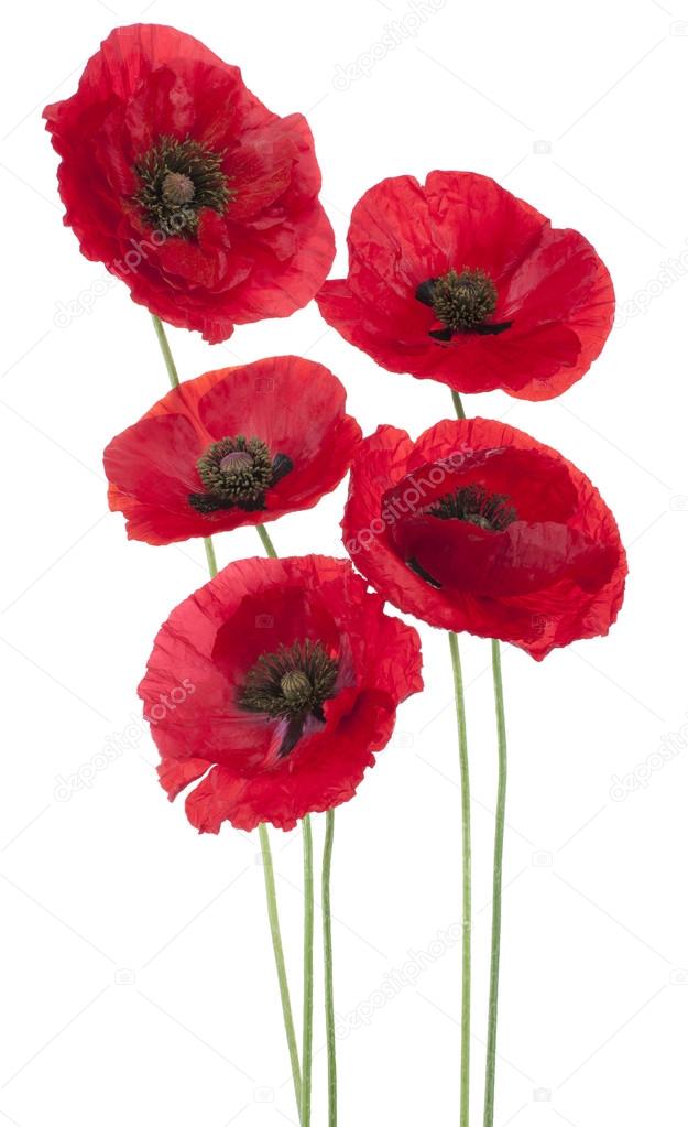 National Flower Of Poland Best Flower Site