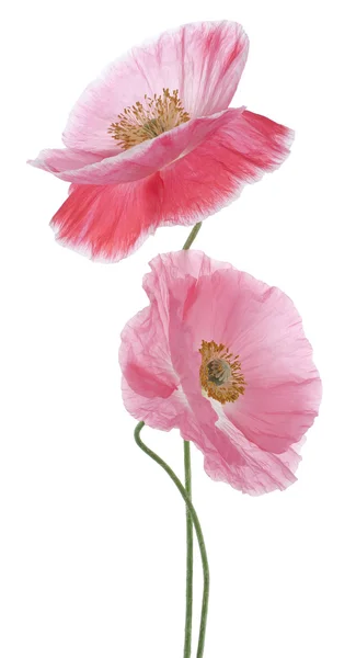 Poppy bloemen — Stockfoto