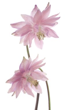 Columbine çiçekler