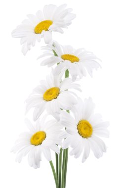 Daisy flowers clipart