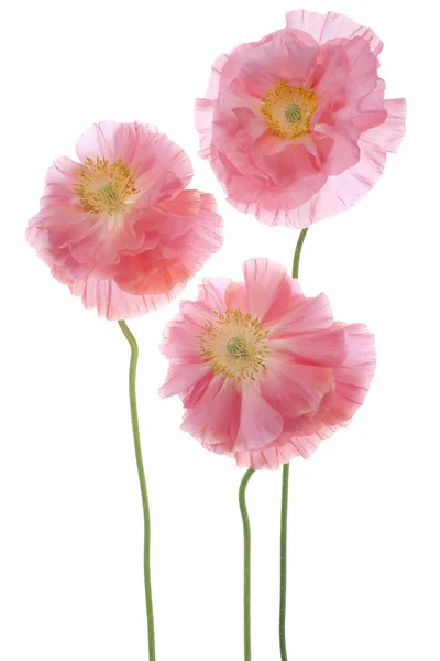 Poppy bloemen — Stockfoto