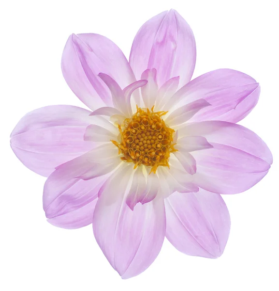 Fiore di Dahlia — Foto Stock