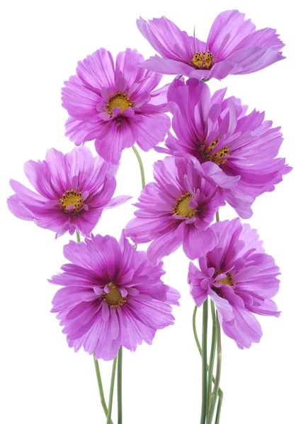 Cosmos flowers — Stock Photo, Image