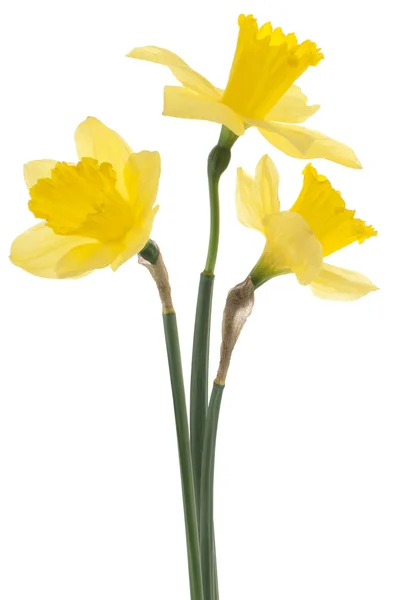 Daffodil flowers — Stock Photo, Image