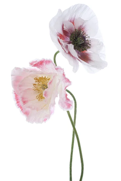 Poppy flowers — Stock Photo, Image