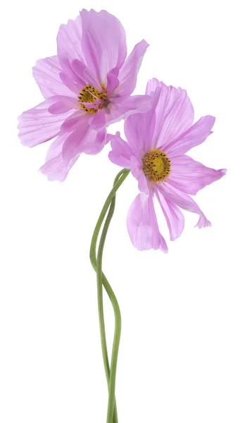 Cosmos flowers — Stock Photo, Image