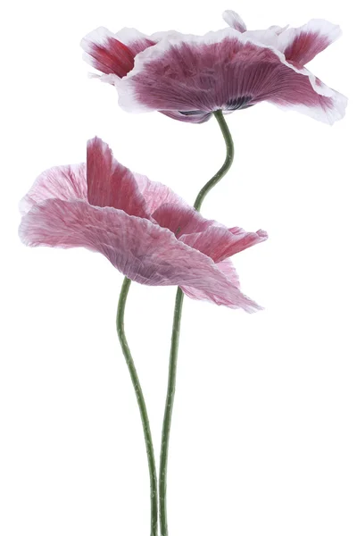 Poppy flowers — Stock Photo, Image