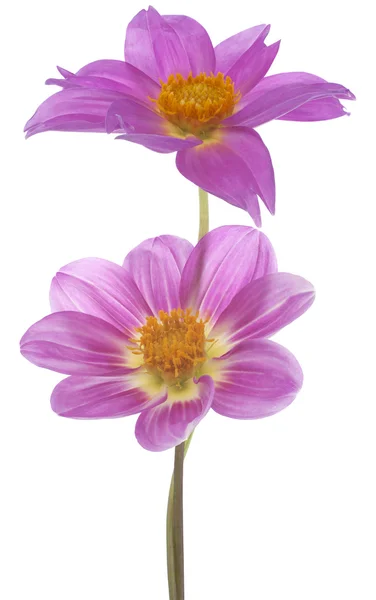 Fiori di Dahlia — Foto Stock