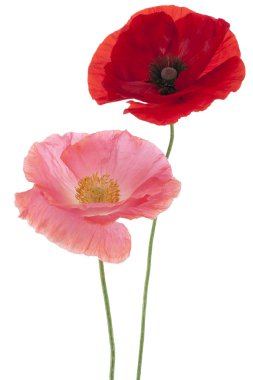 haşhaş çiçekleri