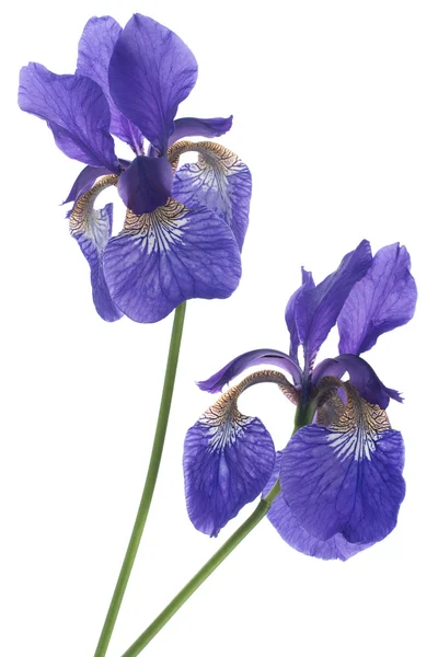 Iris çiçekler — Stok fotoğraf