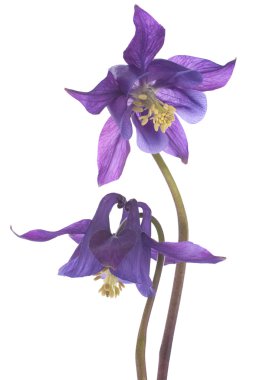 Columbine çiçekler