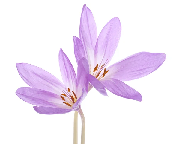 Colchicum çiçekler — Stok fotoğraf