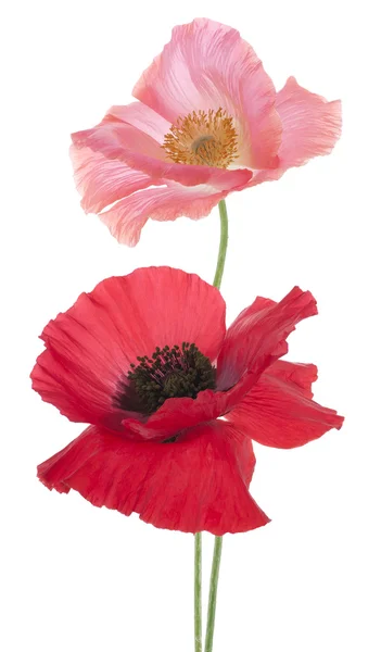 Poppy bloemen — Stockfoto