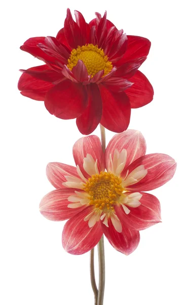 ダリアの花 — ストック写真