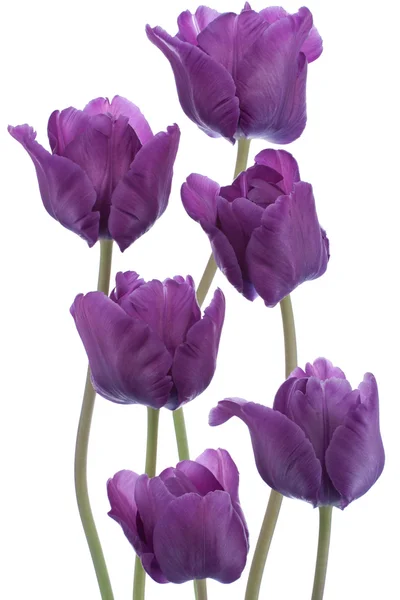 Flores de tulipán — Foto de Stock