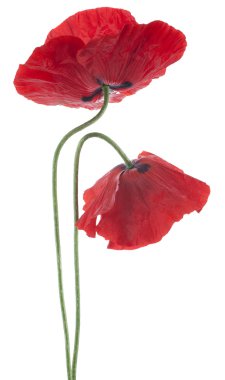 haşhaş çiçekleri