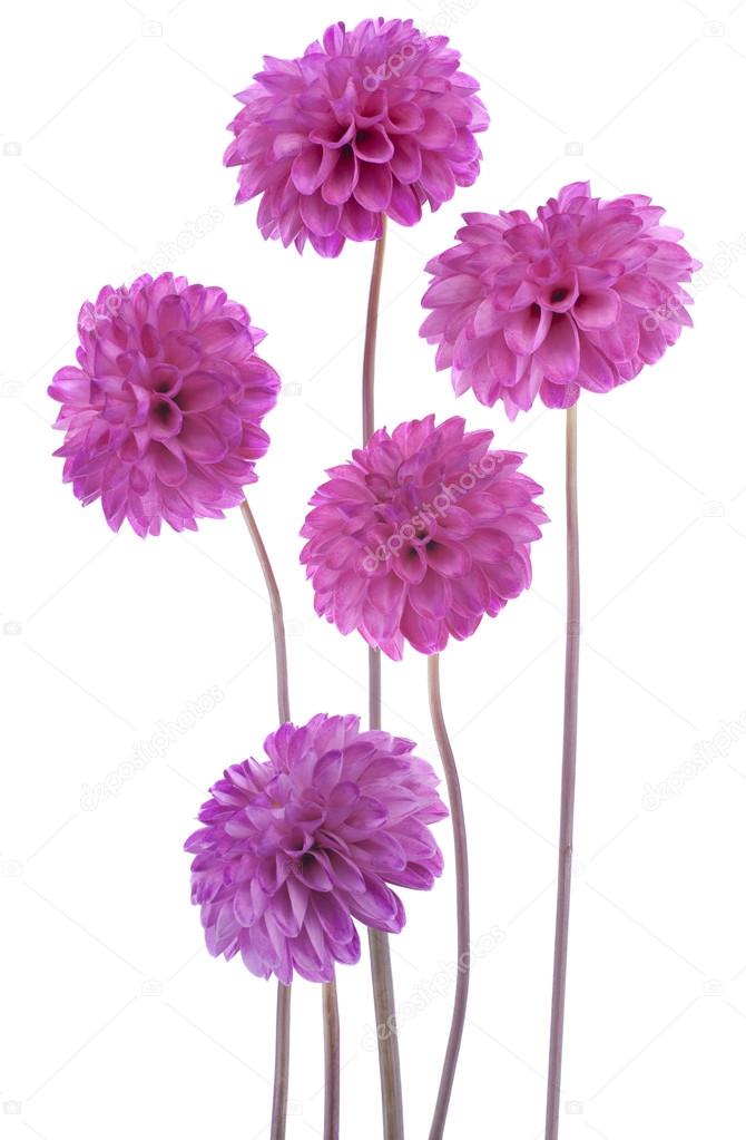 Dahlia flowers