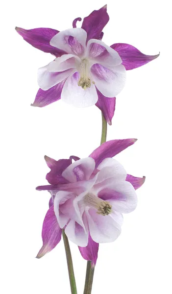 Columbine çiçekler