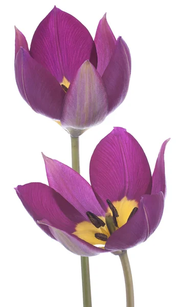 Flores de tulipán — Foto de Stock