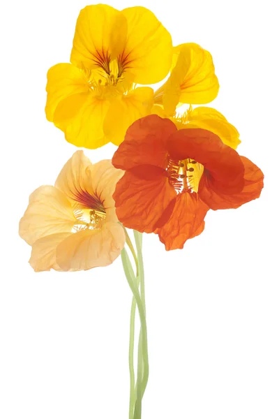 Цветы настурция — стоковое фото
