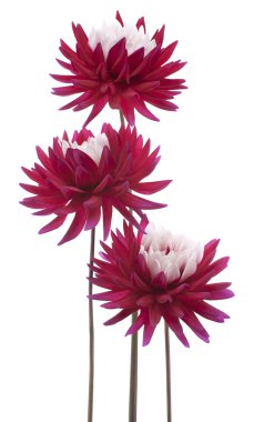 Dahlia çiçekleri