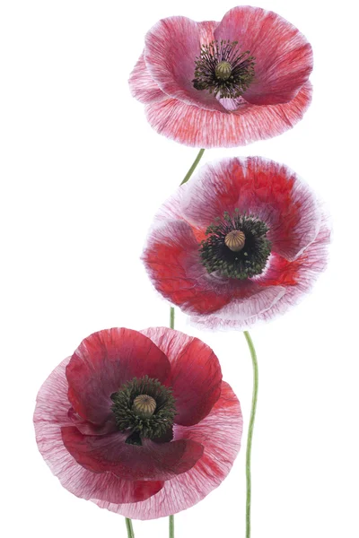 Poppy flowers — Stock Photo, Image