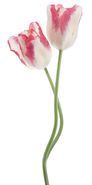 Tulp bloemen — Stockfoto