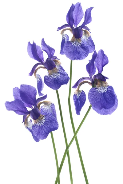 Irisblüten — Stockfoto