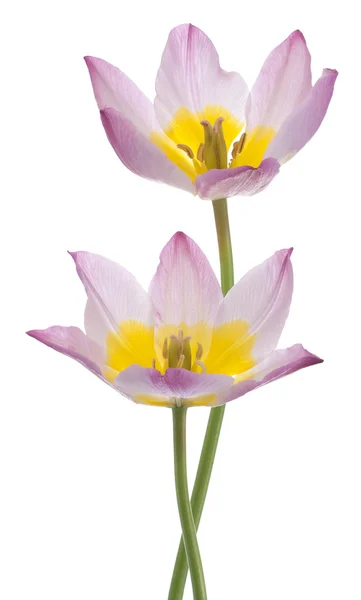 Flores de tulipán — Foto de Stock