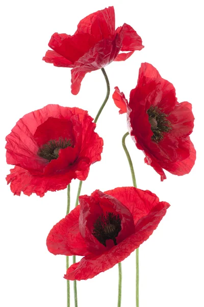 Poppy bloemen — Stockfoto