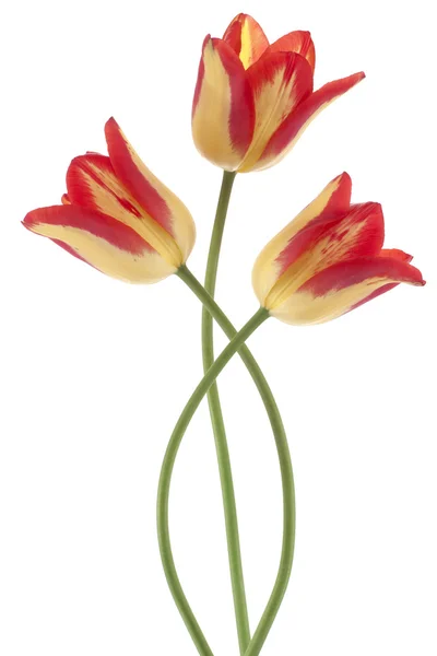 Flores de tulipán — Foto de Stock