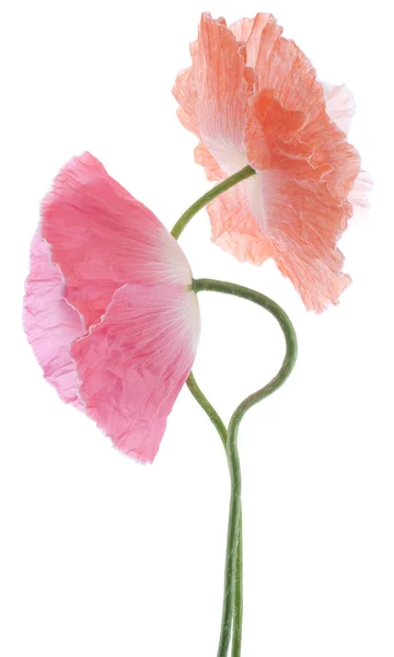 Poppy flowers — Stock Photo, Image