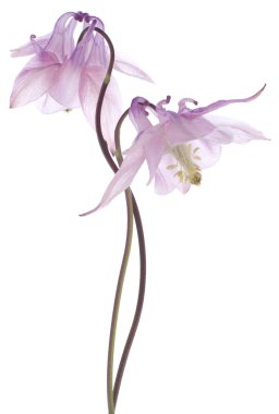 Columbine çiçekler