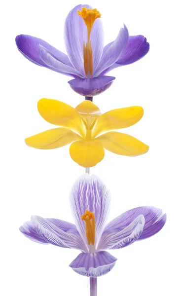 Crocus blommor — Stockfoto