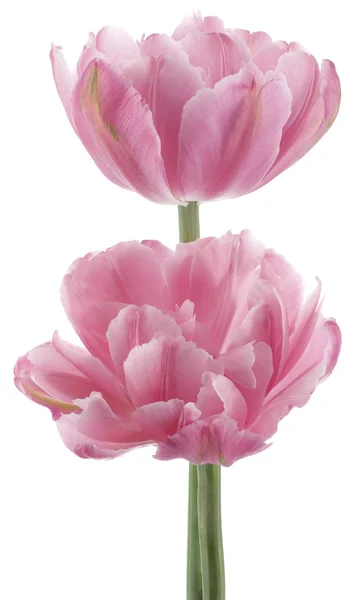 Tulip flowers — Stock Photo, Image