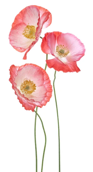 Poppy flowers — Stock Photo, Image